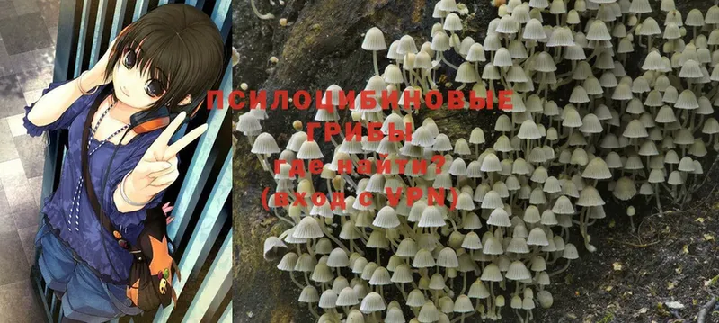 Псилоцибиновые грибы Psilocybine cubensis  как найти   KRAKEN ТОР  Бузулук 